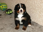 | Rocky Creek Bernese Mountain Dogs