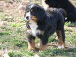 | Rocky Creek Bernese Mountain Dogs