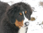 | Rocky Creek Bernese Mountain Dogs