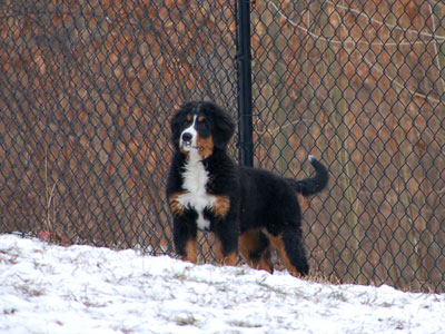 | Rocky Creek Bernese Mountain Dogs