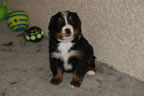 Apple | Rocky Creek Bernese Mountain Dogs