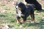 Apple | Rocky Creek Bernese Mountain Dogs