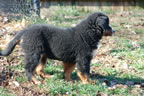 Apple | Rocky Creek Bernese Mountain Dogs