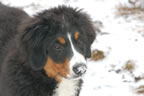 Apple | Rocky Creek Bernese Mountain Dogs