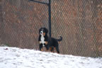 Apple | Rocky Creek Bernese Mountain Dogs