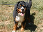 Colby |  Rocky Creek Bernese Mountain Dogs