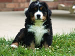 Colby |  Rocky Creek Bernese Mountain Dogs