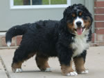 Colby |  Rocky Creek Bernese Mountain Dogs