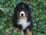 Colby |  Rocky Creek Bernese Mountain Dogs