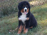 Colby |  Rocky Creek Bernese Mountain Dogs