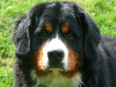 Colby |  Rocky Creek Bernese Mountain Dogs