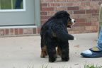 Colby |  Rocky Creek Bernese Mountain Dogs