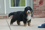 Colby |  Rocky Creek Bernese Mountain Dogs