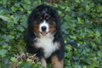 Colby |  Rocky Creek Bernese Mountain Dogs