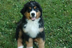 Colby |  Rocky Creek Bernese Mountain Dogs