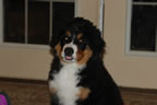 Colby |  Rocky Creek Bernese Mountain Dogs