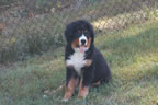 Colby |  Rocky Creek Bernese Mountain Dogs