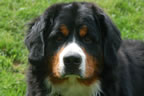 Colby |  Rocky Creek Bernese Mountain Dogs