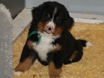 Darcy |  Rocky Creek Bernese Mountain Dogs