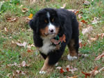 Darcy |  Rocky Creek Bernese Mountain Dogs