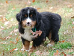 Darcy |  Rocky Creek Bernese Mountain Dogs