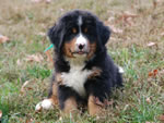 Darcy |  Rocky Creek Bernese Mountain Dogs