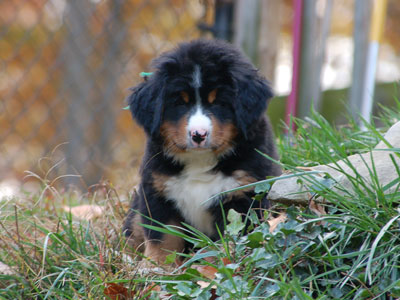 Darcy |  Rocky Creek Bernese Mountain Dogs