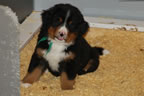 Darcy |  Rocky Creek Bernese Mountain Dogs