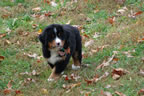 Darcy |  Rocky Creek Bernese Mountain Dogs