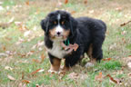 Darcy |  Rocky Creek Bernese Mountain Dogs