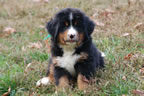 Darcy |  Rocky Creek Bernese Mountain Dogs