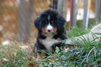 Darcy |  Rocky Creek Bernese Mountain Dogs