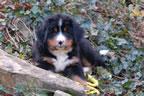 Darcy |  Rocky Creek Bernese Mountain Dogs