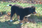 Darcy |  Rocky Creek Bernese Mountain Dogs