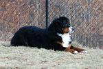 Dreamer |  Rocky Creek Bernese Mountain Dogs