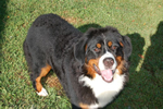 Dreamer |  Rocky Creek Bernese Mountain Dogs