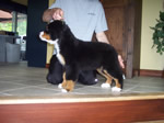 Dreamer |  Rocky Creek Bernese Mountain Dogs