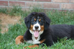 Dreamer |  Rocky Creek Bernese Mountain Dogs