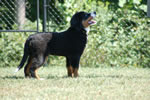 Dreamer |  Rocky Creek Bernese Mountain Dogs