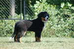 Dreamer |  Rocky Creek Bernese Mountain Dogs