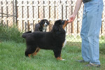 Charlie |  Rocky Creek Bernese Mountain Dogs