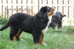 Charlie |  Rocky Creek Bernese Mountain Dogs