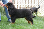 Charlie |  Rocky Creek Bernese Mountain Dogs