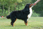 Charlie |  Rocky Creek Bernese Mountain Dogs