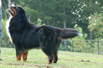 Charlie |  Rocky Creek Bernese Mountain Dogs