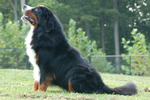Charlie |  Rocky Creek Bernese Mountain Dogs