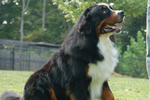 Charlie |  Rocky Creek Bernese Mountain Dogs