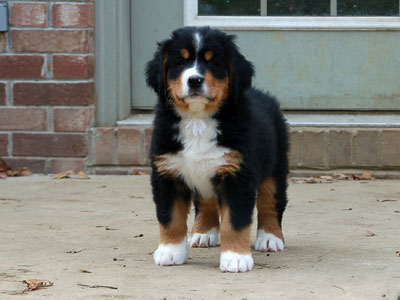 Dyna |  Rocky Creek Bernese Mountain Dogs