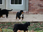 Dyna |  Rocky Creek Bernese Mountain Dogs