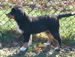 Dyna |  Rocky Creek Bernese Mountain Dogs